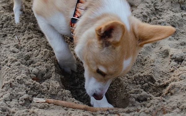 Günümüzde köpekler düzenli olarak beslenmelerine rağmen, bu içgüdü hala DNA'larında kodlanmış durumda.