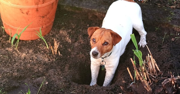 Eğer köpeğiniz çok fazla oyuncak veya mama gömüyorsa, ona gereğinden fazla ödül maması ya da oyuncak veriyor olabilirsiniz.