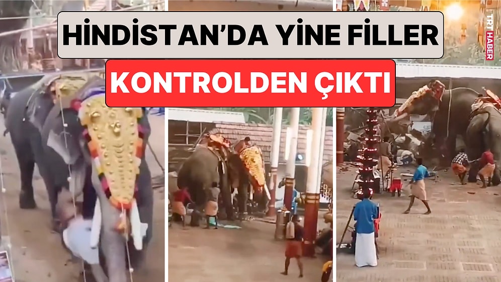 Hindistan'da Filler Yine Kontrolden Çıktı: Fillerin Tapınağa Girmesi Sonucu 3 Kişi Hayatını Kaybetti