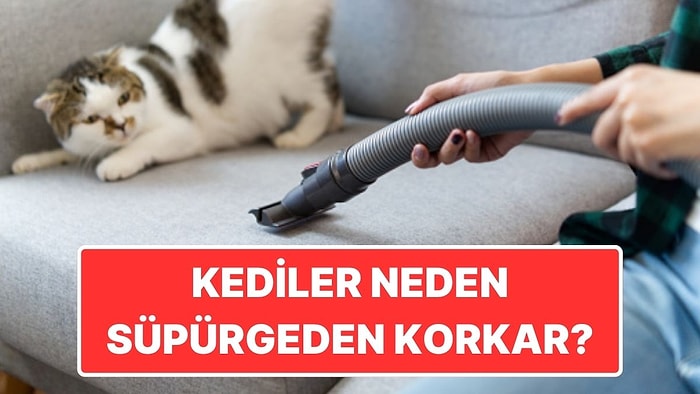 En Büyük Fobileri: Kediler Elektrikli Süpürgeden Neden Delicesine Korkar?