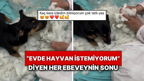 Evde Köpek İstemeyen Anne Evin Yeni Üyesiyle İki Ayda Kendi Çocuklarını Unuttu