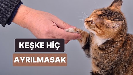 Sokakta Karşılaştığın Bir Kediyle Bağ Kurduktan Sonra Ayrılık Yaşamak Kadar Acı Verici 13 Şarkı