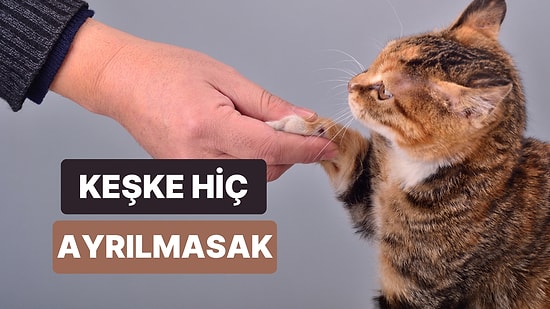 Sokakta Karşılaştığın Bir Kediyle Bağ Kurduktan Sonra Ayrılık Yaşamak Kadar Acı Verici 13 Şarkı