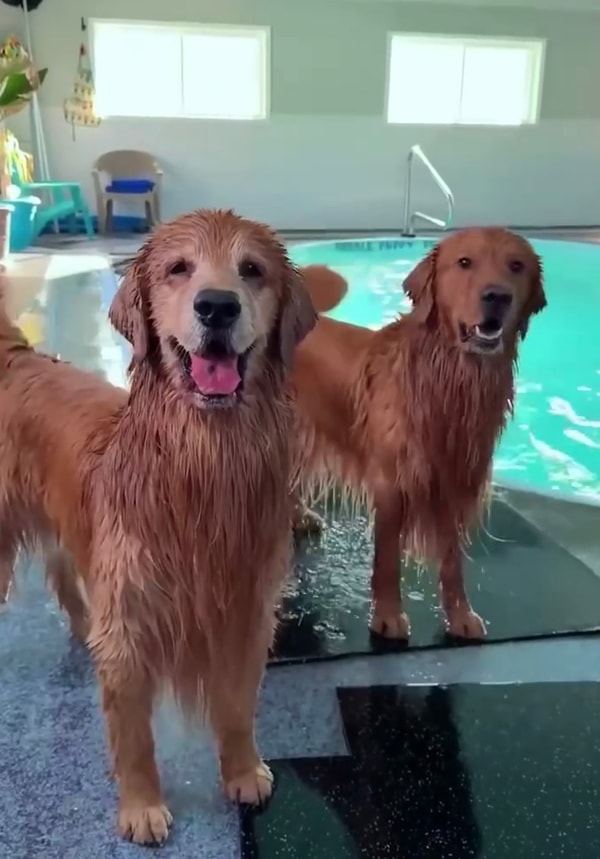 Havuza gider gitmez atlayan ve suyun tadını çıkaran köpekler hayatlarıyla izleyenleri de imrendirdi.