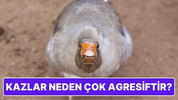 Kapak Görseli