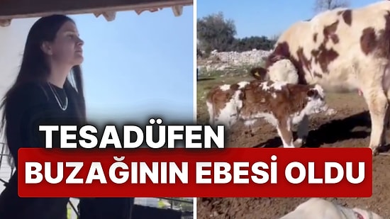 Köyünde Komşusunun İneğini Doğurtan Kadın: "Vejetaryen Olmaya Karar Verdim"