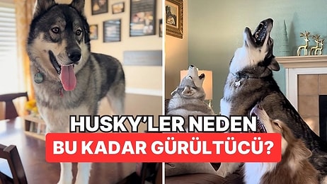 Köpeklerin 'Sarmanları': Husky'ler Neden Diğer Türlere Kıyasla Çok Ses Çıkarırlar?