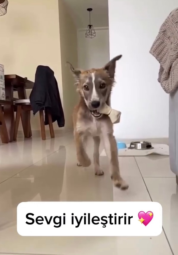 Salva 4 ay süren bu süreçte hem sahibinden gelen sevgiyi kabul etmiş hem de ne olduğunu öğrenmişti.