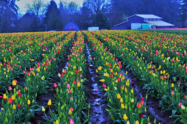 The breathtaking Istanbul tulip festival (April)