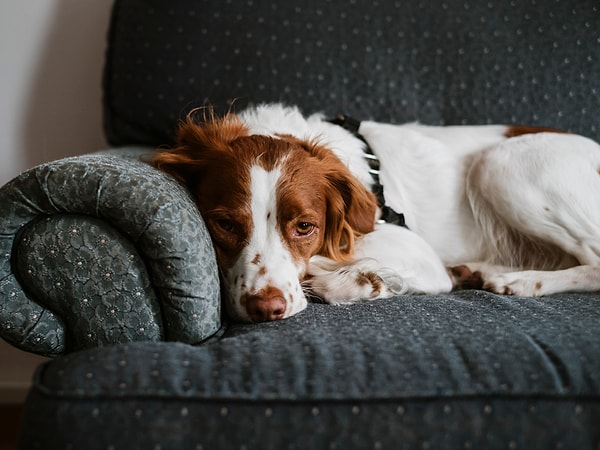 Portsmouth Üniversitesi'nde yapılan bir araştırmaya göre, köpekler insanların onları izlediğini fark ettiğinde yüz ifadelerini bilinçli olarak değiştiriyor.