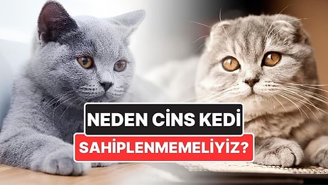 Neden Scottish Fold Gibi Cins Kedileri Sahiplenmemeliyiz?