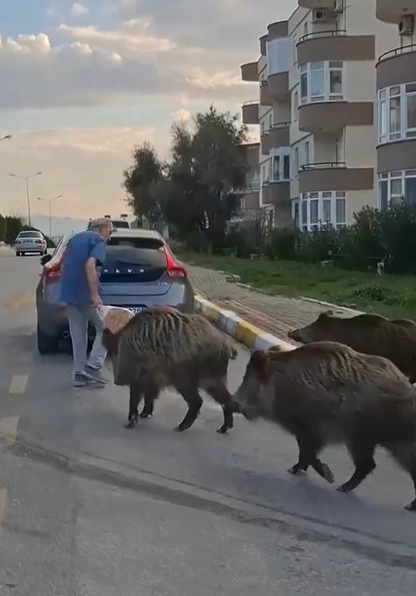 Sıcaklıkların artmasıyla domuzları daha sık göreceğimiz sezon açıldı diyebiliriz.