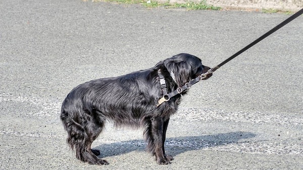 Köpekler, çevrelerindeki bazı nesnelere veya seslere karşı tahmin edilenden çok daha hassas tepkiler verebilirler.