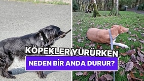 Köpekler Neden Yürüyüş Yaparken Birden Yere Yatıp Bir Daha Kalkmaz?
