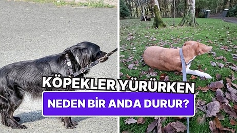 Köpekler Neden Yürüyüş Yaparken Birden Yere Yatıp Bir Daha Kalkmaz?