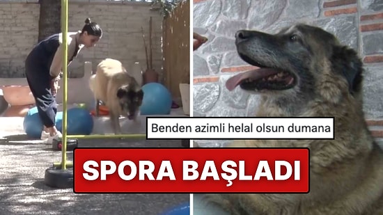 Aşırı Kilosu Nedeniyle Yürümekte Zorlanan Duman İsimli Tatlı Köpek Pilates ve Yüzme ile Zayıflıyor!