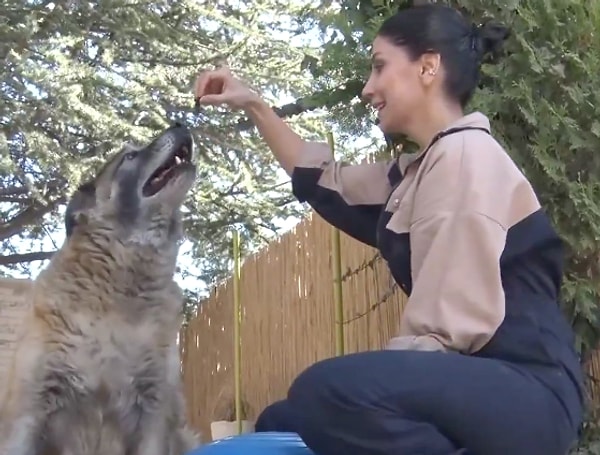 Belirli saatlerde diyet mamalarla beslenen köpek, kısa yürüyüşlerle desteklenerek egzersiz sürecine adapte ediliyor.