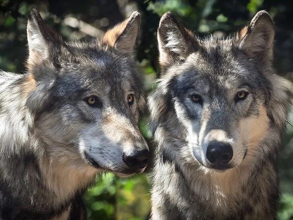 Köpeklerin evrimi, uzun yıllar boyunca kurtlarla iç içe geçen bir süreç oldu.