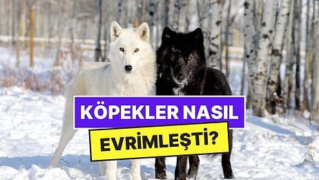 Kurtlar Nasıl Oldu da En Sadık Dostlarımız Olan Köpeklere Dönüştü?