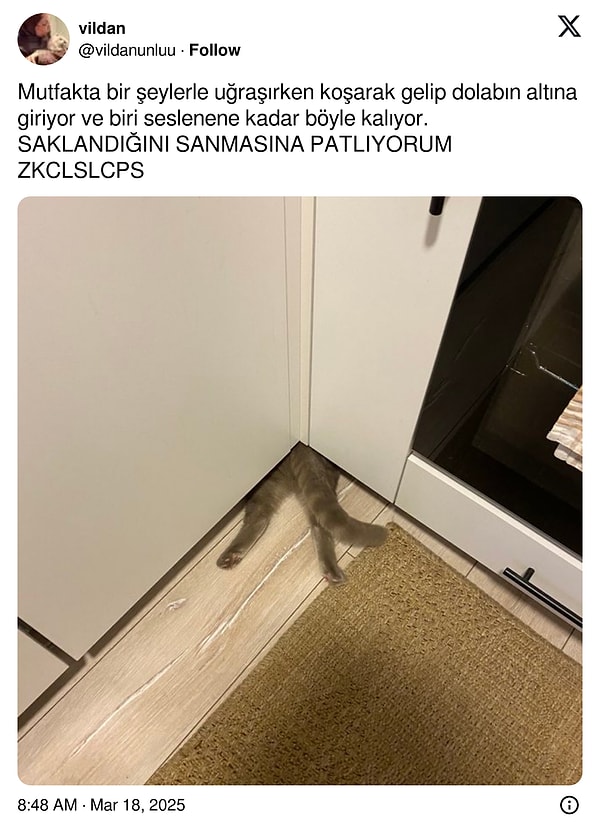 Hani zeki hayvanlardı?