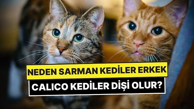 Neden Sarman Kedilerin Çoğu Erkek Calico Kedilerin Çoğu Dişi Olur?