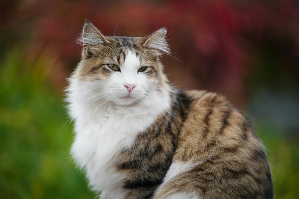 For centuries, cats have been an integral part of Istanbul’s fabric.