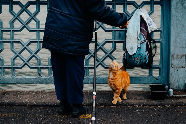 What makes Istanbul’s connection with its cats so special is the collective effort by the community to care for them.