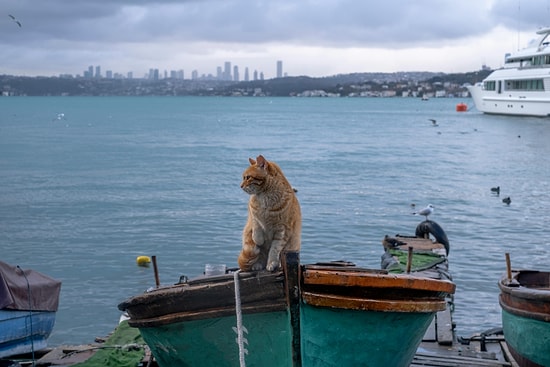 Exploring Istanbul’s Cat Streets: A Feline-Lover’s Paradise