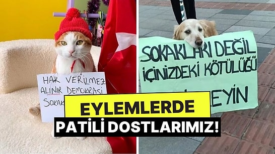 Eylemlerde Öğrencilerin Yanında Yer Alarak Kalplerimizi Eriten Patili Dostlarımız