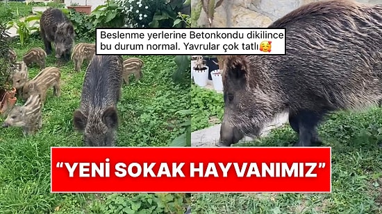 Yeni Sokak Hayvanımız: Kuşadası’nda Yemek Aramak İçin Evlerin Bahçesine Giren Yaban Domuzu Ailesi