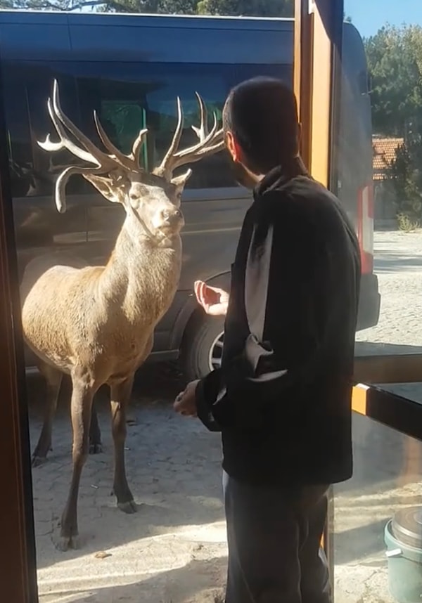 Yurdumuz insanının iletişim kuramadığı hayvan yok görüyorsunuz ki.