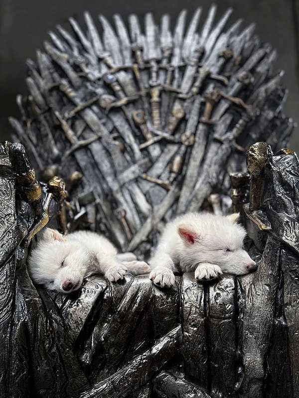 Game of Thrones evreninde değiliz ama bilim insanları ulu kurtları 12 bin yıl sonra hayata döndürdü.