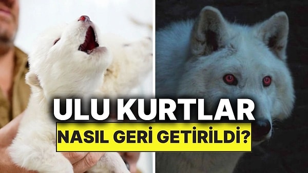 Kapak Görseli