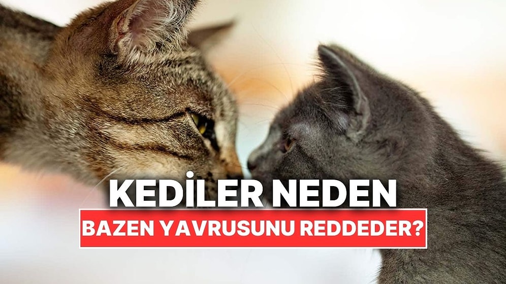 Acı Ama Gerçek: Anne Kediler Neden Bazen Yavrularını Reddeder?