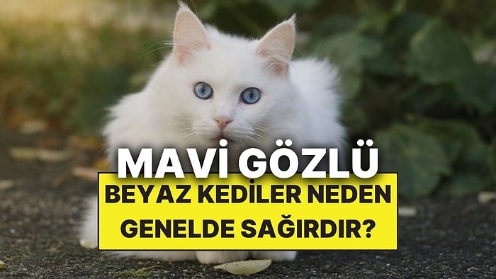 Beyaz ve Mavi Gözlü Kedilerin Neden Çoğunluğu Genellikle Sağırdır?