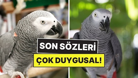Varoluşunu Sorgulayan İlk Hayvan Olarak Kayda Geçen Papağan Alex’in Akılalmaz Hikayesi