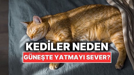 Kediler Neden Güneşlenmeyi Deli Gibi Sever?