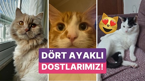 Kedilerinin Vesikalık Fotoğraflarını Paylaşarak Hepimizin Gözünden Kalpler Fışkırtan Kişiler
