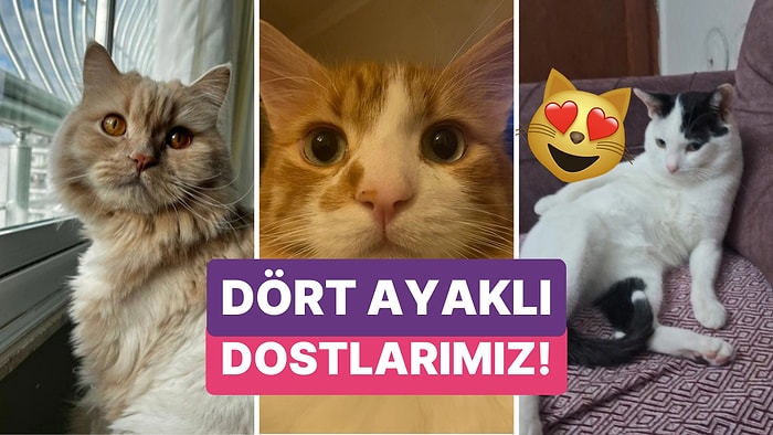 Kedilerinin Vesikalık Fotoğraflarını Paylaşarak Hepimizin Gözünden Kalpler Fışkırtan Kişiler