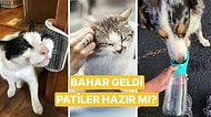 İlkbaharda Evcil Hayvan Sahiplerinin Faydalı Bulacağı Ürün Önerileri