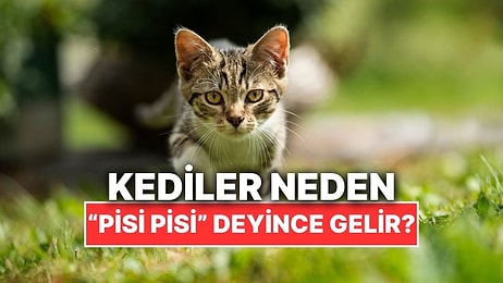 Kediler Neden Onları "Pisi Pisi" Diye Çağırdığımızda Koşarak Gelir?