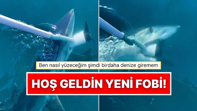 Antalya’da Balık Tutmak İçin Açılan Bir Vatandaşın Teknesine Köpek Balığı Saldırdı