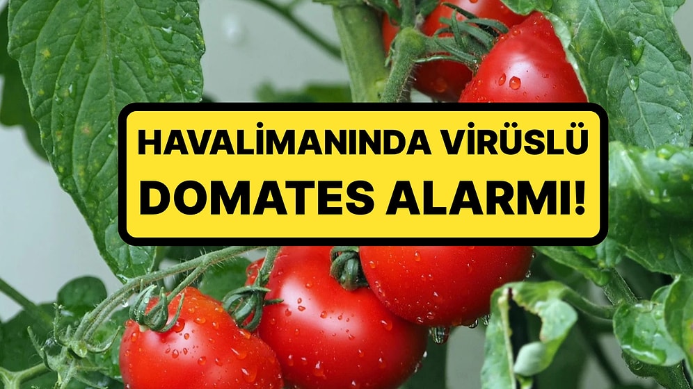 Bakanlık Harekete Geçti: 1 Ton Domates Tohumunda Virüs Tespit Edildi