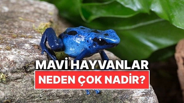 Kapak Görseli
