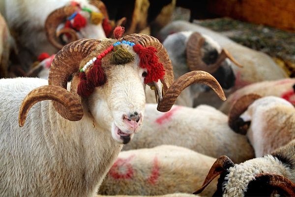 2025 Kurbanlık Fiyatları Belli Oldu! Görseli