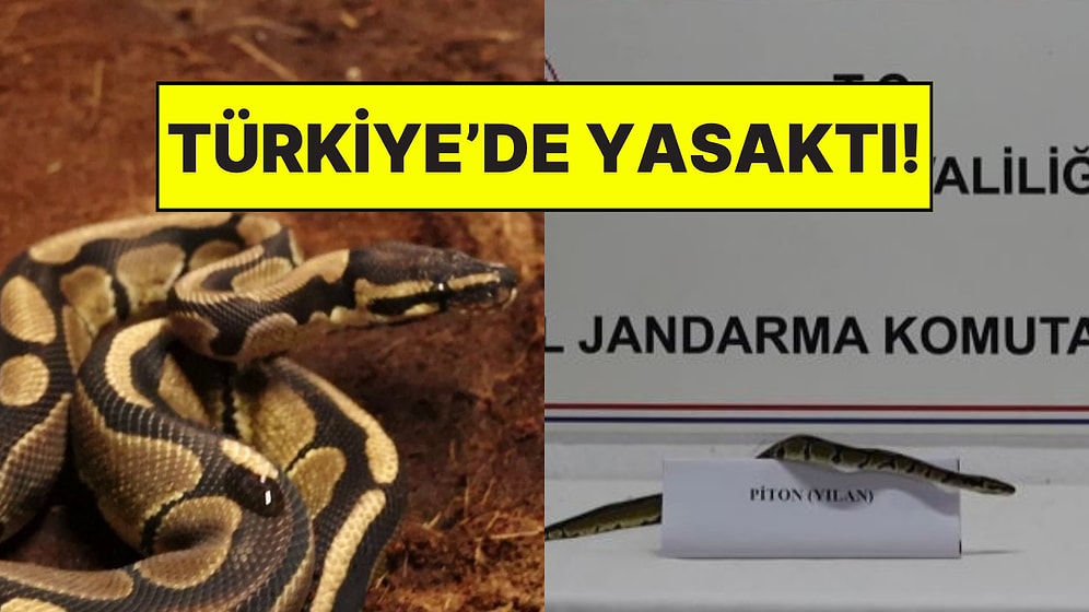 Sakarya’da 21 Yaşındaki Bir Şahsın Bakımındaki Kraliyet Pitonu Korumaya Alındı