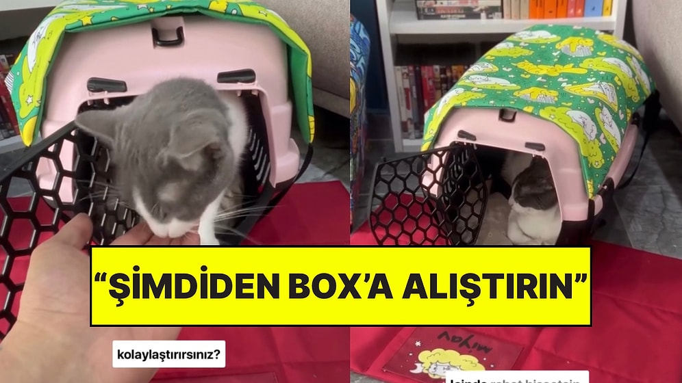 Deprem Sırasında Evcil Hayvanlarımızı Nasıl Daha Kolay Yakalarız?