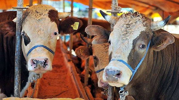 2025 Kurban Bayramı Tatili Kaç Gün Sürecek? Görseli