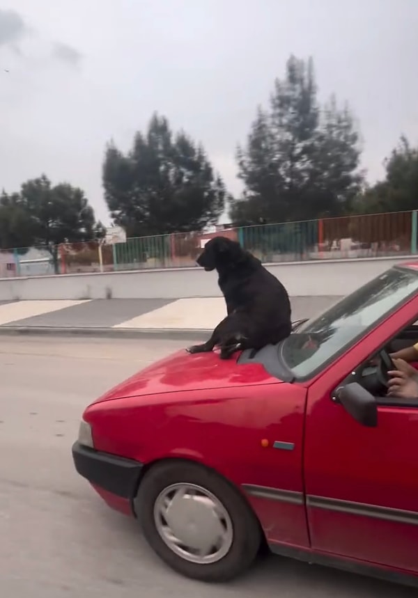 Aracın hareket halinde olmasına rağmen köpeğin inmemesi “Memleketin köpeği de iyi değil” dedirtti.