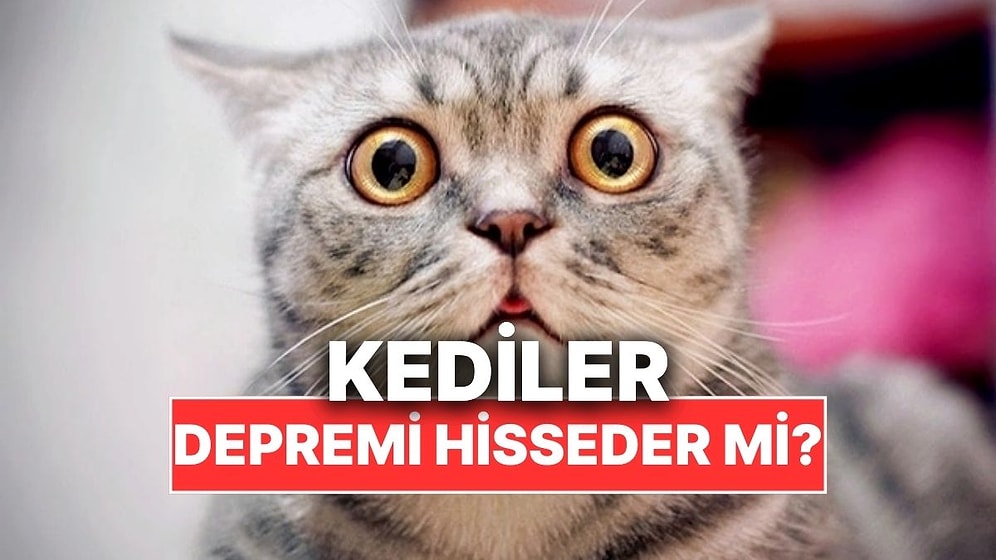 Kediler Deprem Olacağını Önceden Hissedebilir mi?